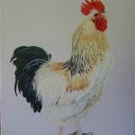 Don's Rooster